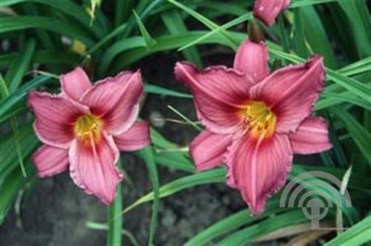 Afbeelding bij Daglelie - Hemerocallis &#039;Summer Wine&#039;   