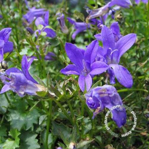 Afbeelding bij Dalmatiëklokje - Campanula portenschlagiana 