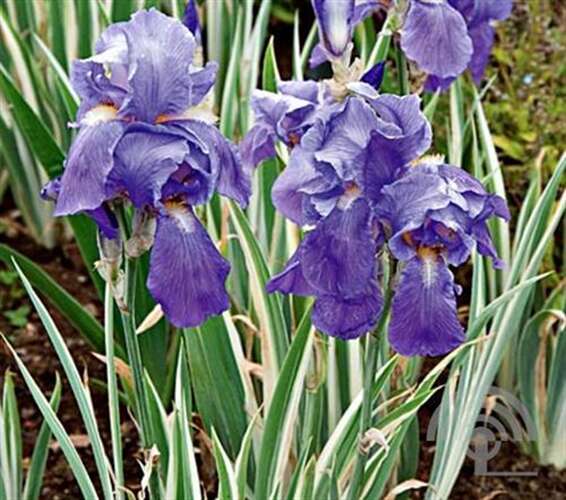 Afbeelding bij Dalmatische iris - Iris pallida 'Variegata' 