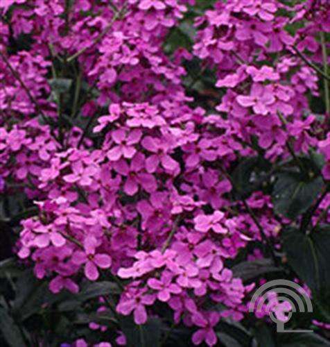 Afbeelding bij Damastbloem - Hesperis matronalis 