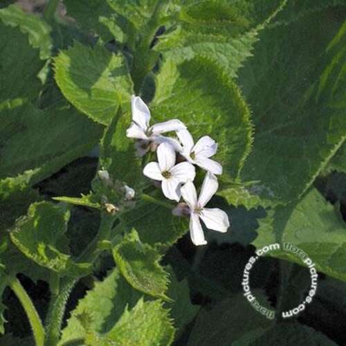 Afbeelding bij Damastbloem - Hesperis matronalis 'Alba' 