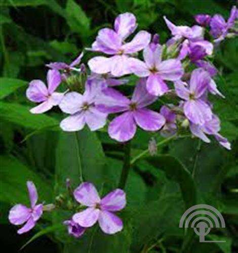 Afbeelding bij Damastbloem - Hesperis matronalis 'Violet' 