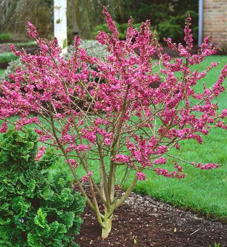 Afbeelding bij Daphne / Peperboompje 