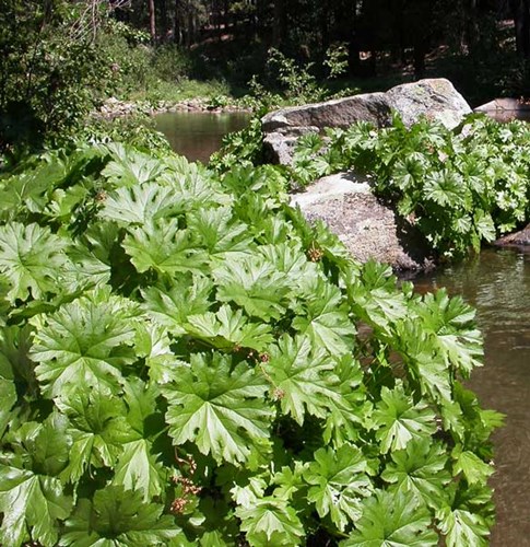 Afbeelding bij Darmera / Schildblad