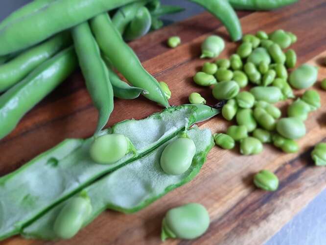 Afbeelding bij De eerste tuinbonen geoogst