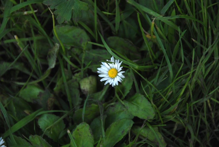 Afbeelding bij De eeuwige schoonheid van het Madeliefje