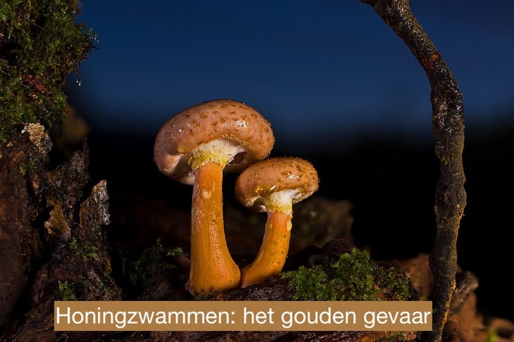 Afbeelding bij Honingzwammen: het gouden gevaar voor je bomen
