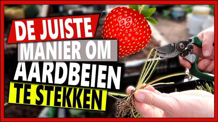 Afbeelding bij De juiste manier om aardbeien te stekken