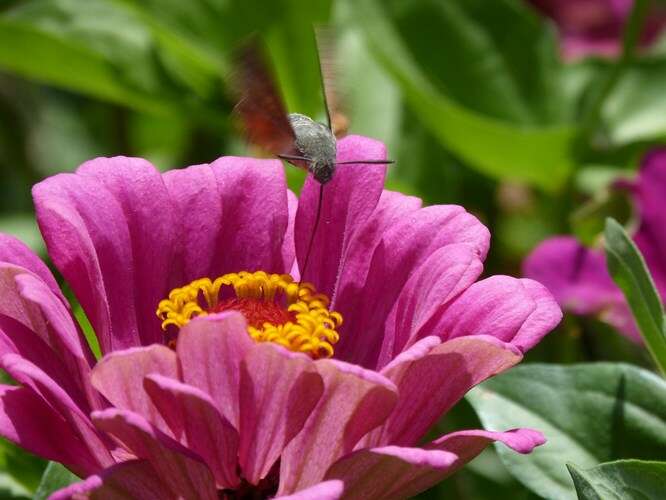 Afbeelding bij De kolibrievlinder in eigen tuin
