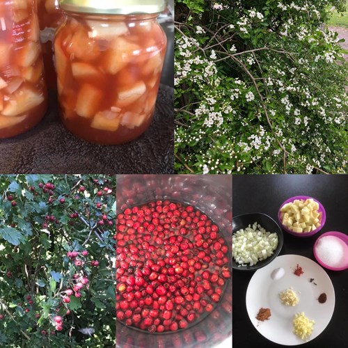 Afbeelding bij De meidoorn geneeskrachtig lekker