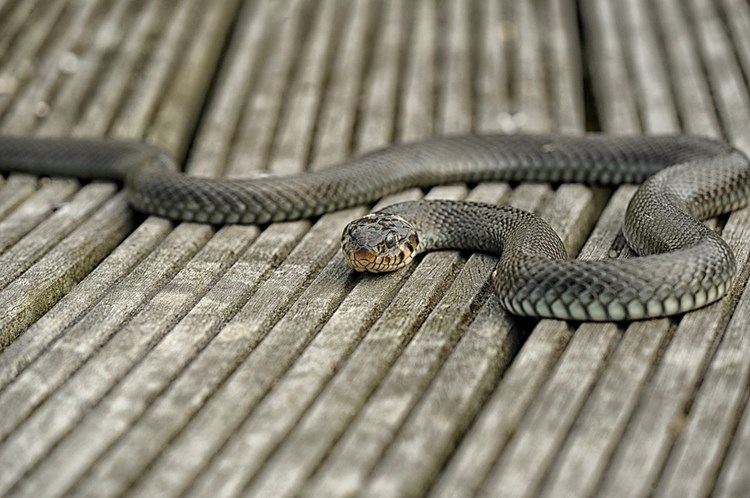 Afbeelding bij De Ringslang in eigen tuin