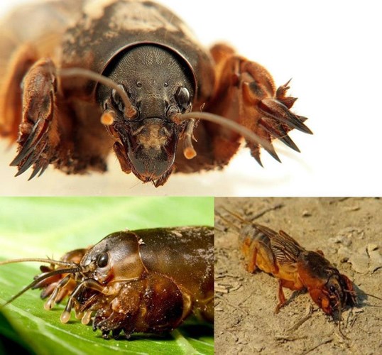 Afbeelding bij De Veenmol een krekelachtig insect met grote klauwen
