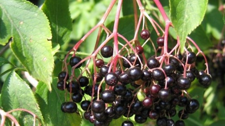 Afbeelding bij De Vlier (die van flierefluiter)