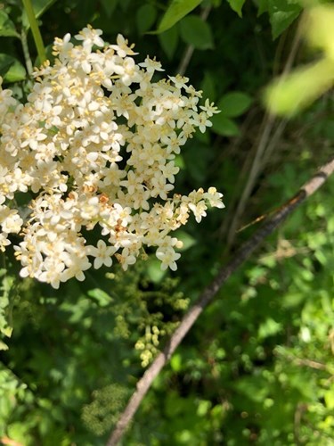 Afbeelding bij De vlierbloesem