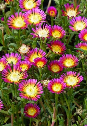 Afbeelding bij Delosperma / Middagbloempje / Ijsbloem