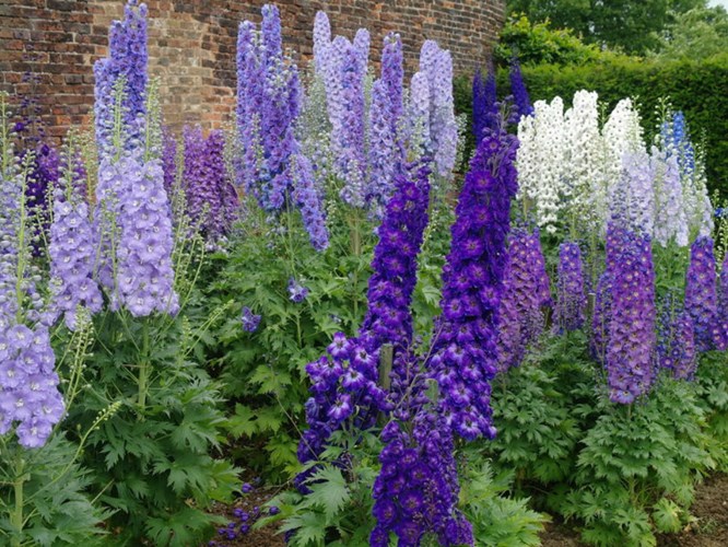 Afbeelding bij Delphinium / Ridderspoor (soort)
