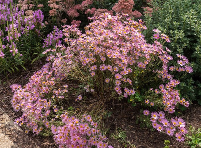 Afbeelding bij Dendranthema / Chrysant (soort)