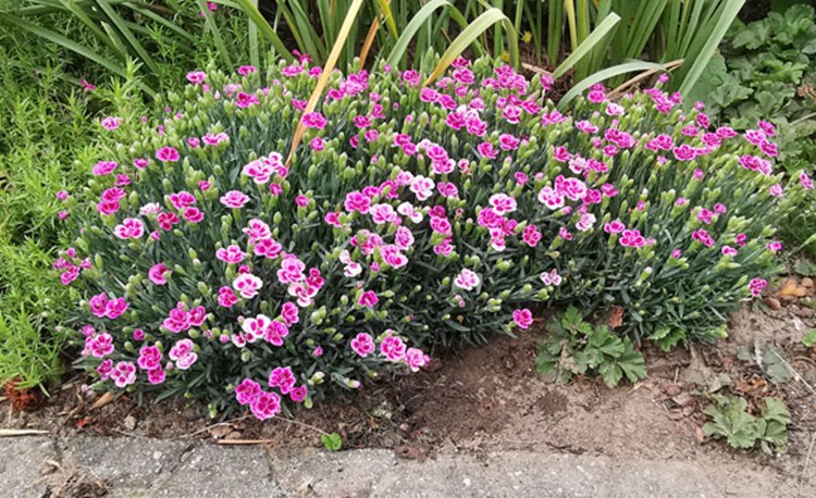 Afbeelding bij Dianthus Deltoides / Steenanjer (soort)
