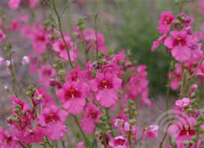 Afbeelding bij Diascia - Diascia 'Ruby Field'® 