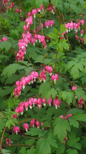 Afbeelding bij Dicentra / Gebroken hartjes (soort)