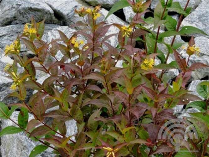 Afbeelding bij Diervilla - Diervilla rivularis