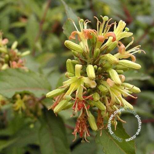 Afbeelding bij Diervilla - Diervilla sessilifolia 'Butterfly'