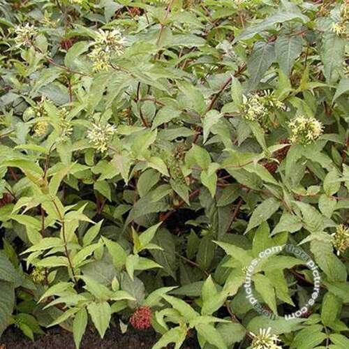 Afbeelding bij Diervilla - Diervilla splendens