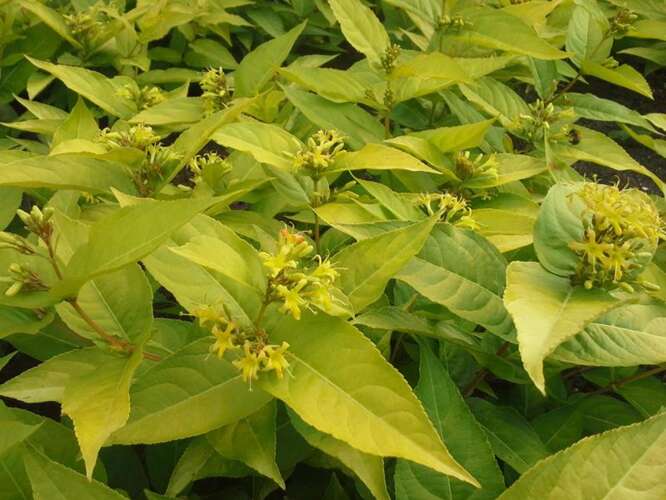 Afbeelding bij Diervilla rivularis &#039;Honeybee&#039; 