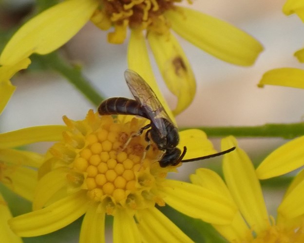 Afbeelding bij Diervriendelijk tuinieren: praktische tips (deel 5b)