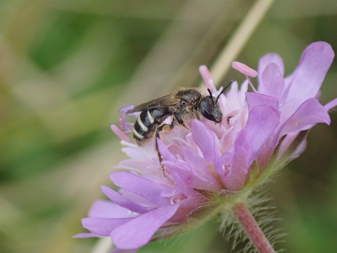 Afbeelding bij Diervriendelijk tuinieren: tijd voor actie (deel 4)