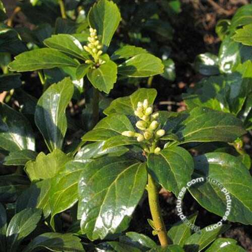 Afbeelding bij Dikkemanskruid - Pachysandra term. &#039;Green Sheen&#039; 