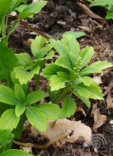 Afbeelding bij Dikkemanskruid - Pachysandra terminalis 