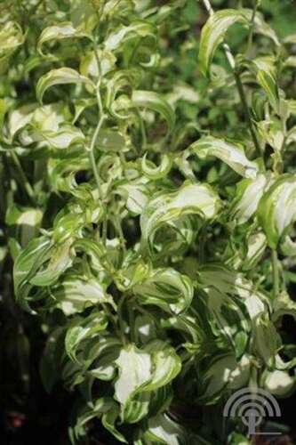 Afbeelding bij Disporum - Disporum cant. 'Moonlight'