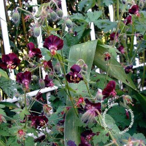 Afbeelding bij Donkere ooievaarsbek - Geranium phaeum 