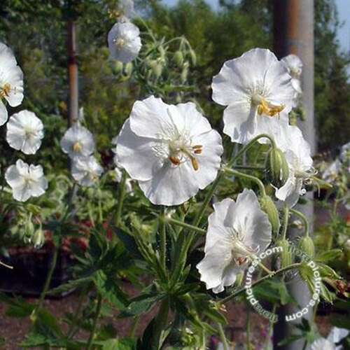 Afbeelding bij Donkere ooievaarsbek - Geranium phaeum &#039;Album&#039; 