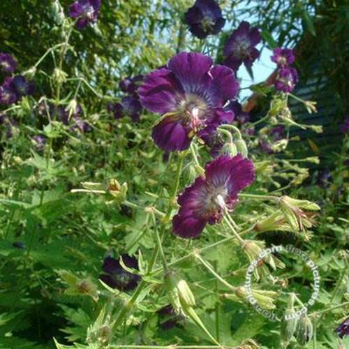 Afbeelding bij Donkere ooievaarsbek - Geranium phaeum 'Lily Lovell' 