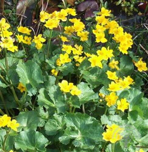 Afbeelding bij Dotterbloem - Caltha polypetala