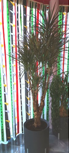 Afbeelding bij Dracaena  / Drakenbloedboom