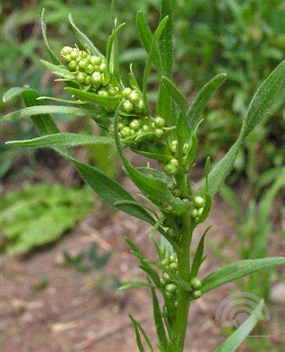 Afbeelding bij Dragon - Artemisia dracunculus