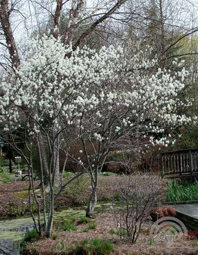 Afbeelding bij Drents krentenboompje - Amelanchier laevis 'Ballerina' 