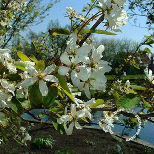 Afbeelding bij Drents krentenboompje - Amelanchier laevis 'Snowflakes'