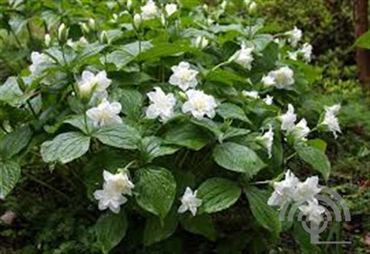 Afbeelding bij Drieblad - Trillium grandiflorum
