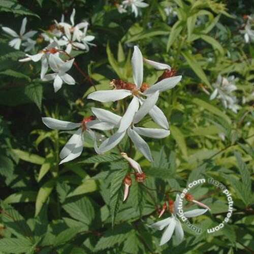 Afbeelding bij Driebladige braakwortelspirea - Gillenia trifoliata