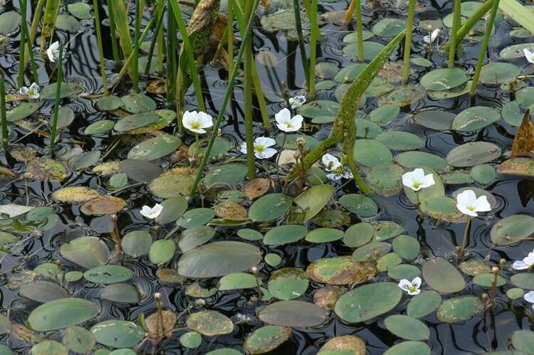 Afbeelding bij Drijvende waterweegbree - Luronium natans