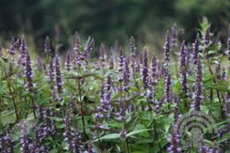Afbeelding bij Dropplant - Agastache &#039;After Eight&#039; 