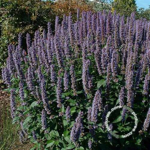 Afbeelding bij Dropplant - Agastache &#039;Blue Fortune&#039; 