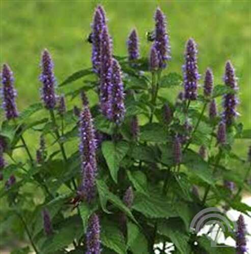 Afbeelding bij Dropplant - Agastache rugosa 'Caerulea'