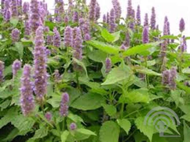 Afbeelding bij Dropplant - Koreaanse munt - Agastache rugosa 