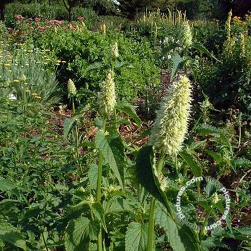 Afbeelding bij Dropplant - Koreaanse munt - Agastache rugosa 'Alabaster'