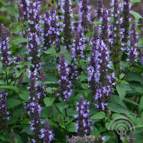 Afbeelding bij Dropplant of anijsplant  - Agastache 'Black Adder'
